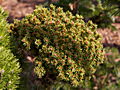 Picea abies Van Grup Bemmel IMG_5109 (VALENTA) Świerk pospolity